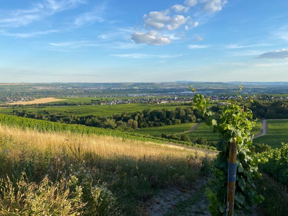 Balthasar Ress Guesthouse Am Rebhang Im Rheingau Oestrich-Winkel Ngoại thất bức ảnh